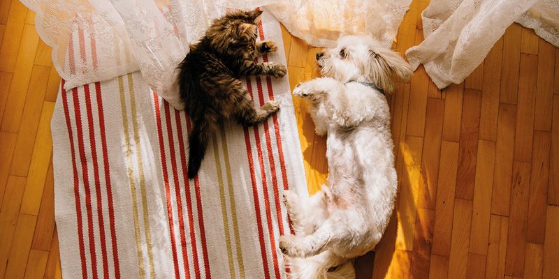 De ultieme cadeaugids voor dierenvrienden
