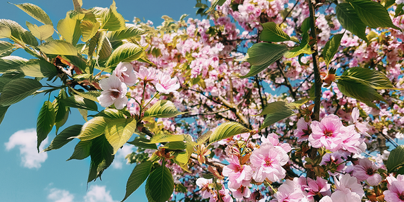 Een blik omhoog naar de kersenbloesems in Kew Gardens in Londen, die de verschillende soorten kersenbloesems tonen bij albelli.