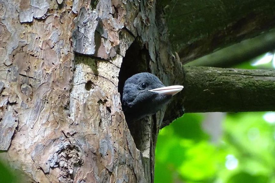 Diepe rivierkloven en oude kasteelruïnes gluren tussen de boomtoppen door bij Nationaal Park Thayatal in Oostenrijk, het beste natuurpark van Oostenrijk voor pure rust, uit albelli's gids.