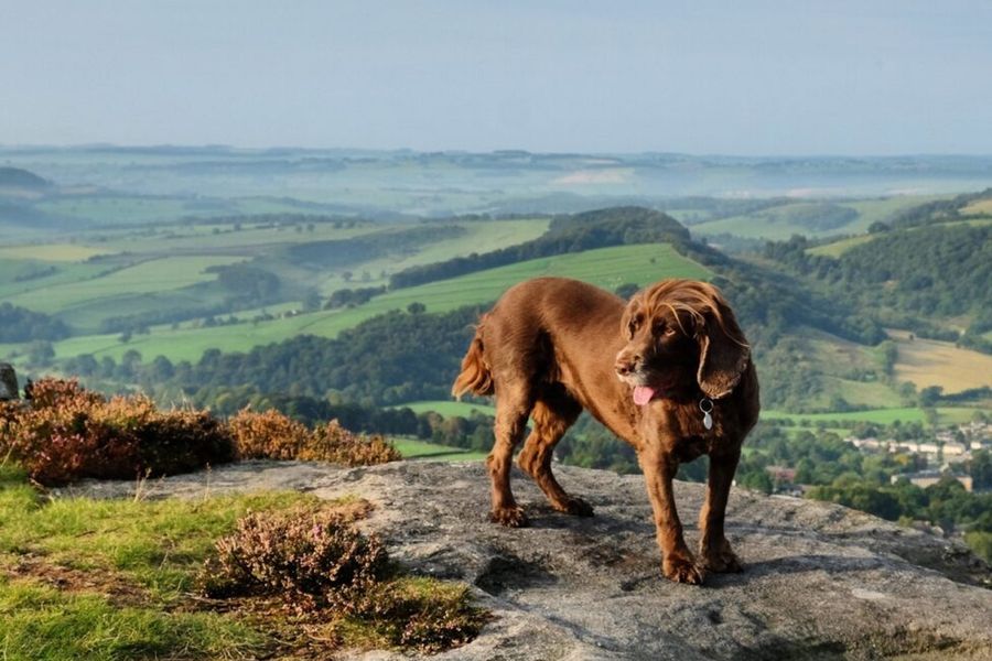 Uitgestrekte heidevelden en charmante stenen dorpjes bij Nationaal Park Peak District in het Verenigd Koninkrijk, een van de mooiste parken van Europa uit albelli's gids.