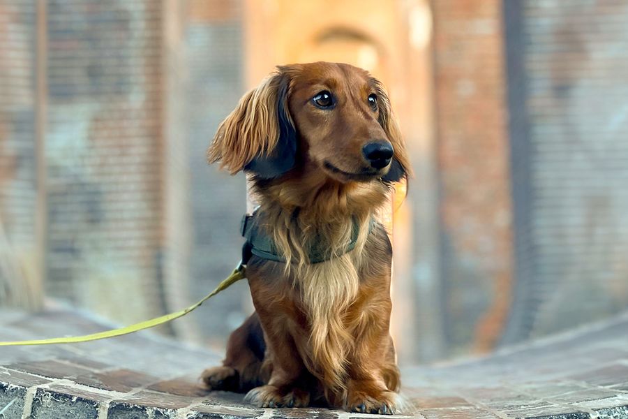 Percy de hond, van Daniel, Paid Search Specialist bij Storio, illustreert albelli's tip dat elke succesvolle hondenfoto begint met lekkere hapjes.