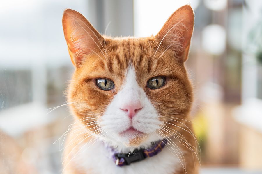 Een close-up portret van het gezicht van een rode kat illustreert Wes Kristophers tip voor albelli om laag bij de grond en op ooghoogte te fotograferen voor meer karakter in huisdierfotoshoots.