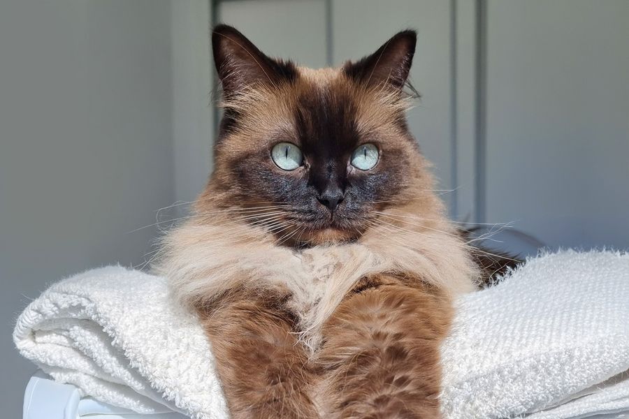 Een pluizige bruine kat met heldere blauwe ogen, van Ivo, illustreert albelli's tips voor het gebruik van natuurlijk licht voor de beste huisdierfoto's.