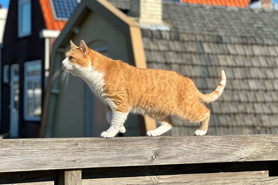 Kacchan de rode kat illustreert Rans tip voor albelli om het zonlicht te volgen voor de beste natuurlijke kleurweergave in schattige kattenfoto's.