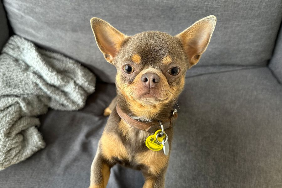 Giorgio de chihuahua kijkt recht in de camera, ter illustratie van Maia's tip voor albelli om hoge geluidjes te maken om de aandacht van een hond te trekken voor de perfecte foto.